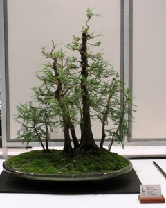 Swamp Cypress