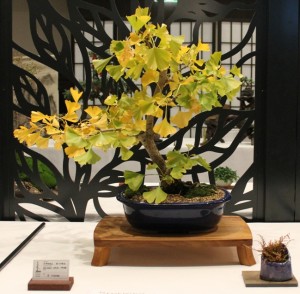 Ginkgo