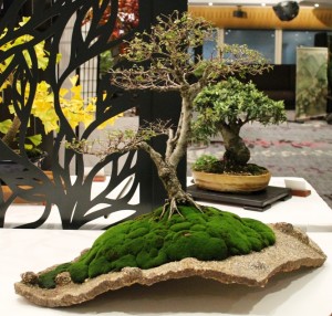 Chinese Elm