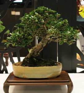 Privet