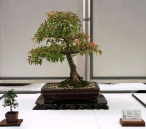 Maple