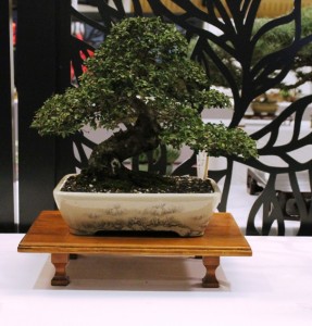 Elm
