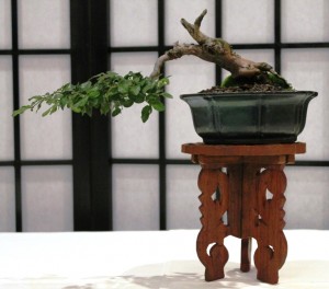 Chinese sweet plum
