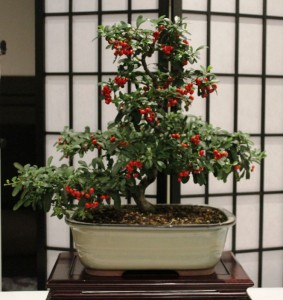 Pyracantha
