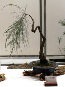 Casuarina
