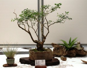 Tallow Wood