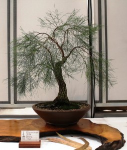 Allocasuarina