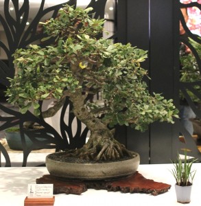 Banksia