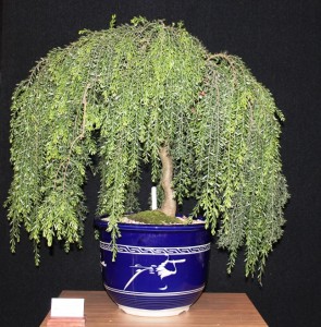 Wattle