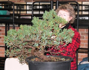 Tree 2 - before