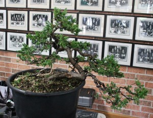 Tree 2 - after