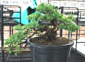 Tree 3 - after