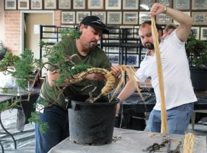 Second lot of raffia being applied