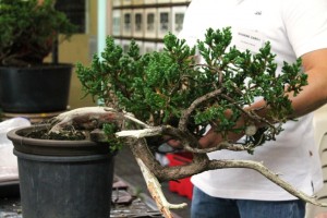 Tree 1 - before