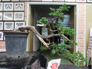 Tree 1 - after