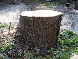 Only the trunk stump remains