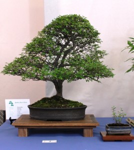 Twin trunk Chinese elm