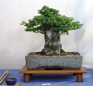 English elm