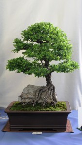 Root over rock Chinese elm