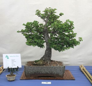 Chinese elm