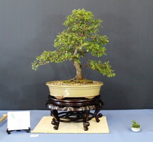 Chinese elm