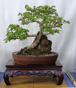 Trident maple