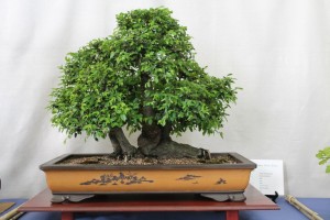 Chinese elm