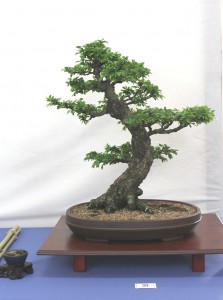 Chinese elm