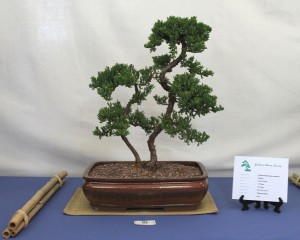 Juniper