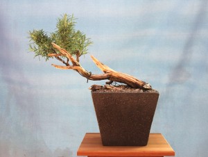 First bonsai pot November 2013