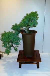 Juniper - nice tree, great stand