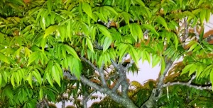 Close up of the leaves of the Wisteria