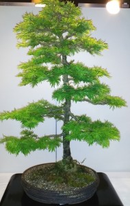 Larch