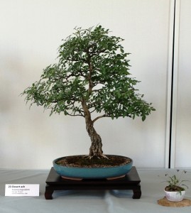 Desert Ash - Fraxinus angustifolia. Approx 20 years old.