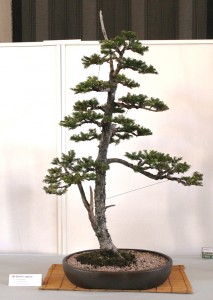 Picea glehnii.