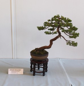 Juniperus procumbens.