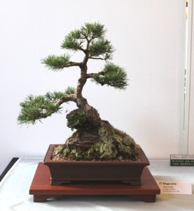 Mugo pine.