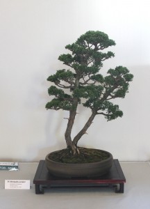 Shimpaku juniper