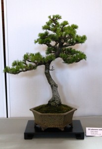 Lebanese cedar