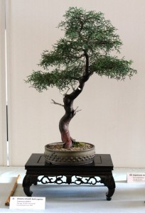 Cupressus Globra estimated to be about 18 years old