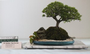 Azalea Sao-to-me