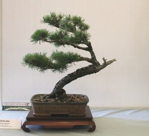 Pinus Sylvestris. Scots Pine