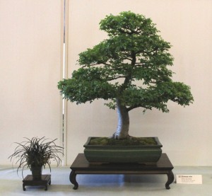 Ulmus Parvifolia. Chinese Elm about 20 years old