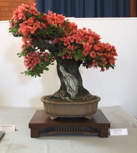 Bougainvillea globra about 32 years old