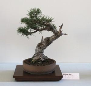 Pinus Sylvestris - Scots Pine about 25 years old
