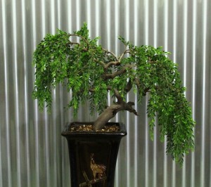Acacia howittii