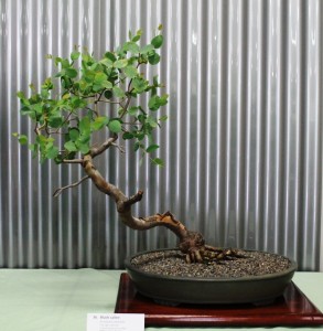 Eucalyptus stellulata