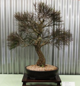 Allocasuarina torulosa