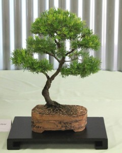Grevillea - 'Poorinda Marian'