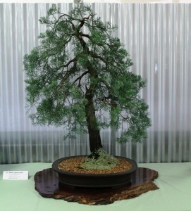 Callitris glaucophylla